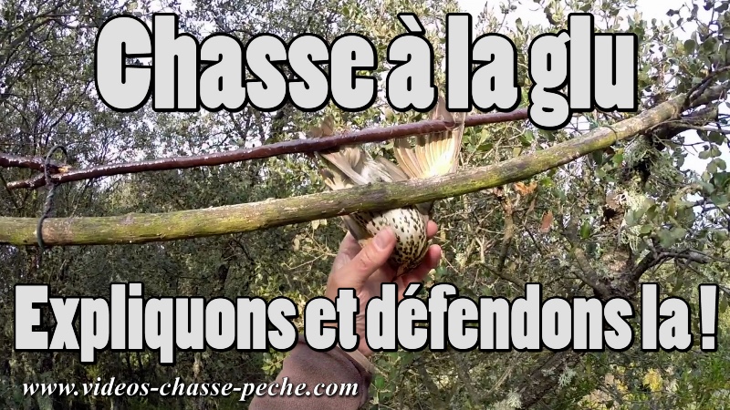 chasse glu